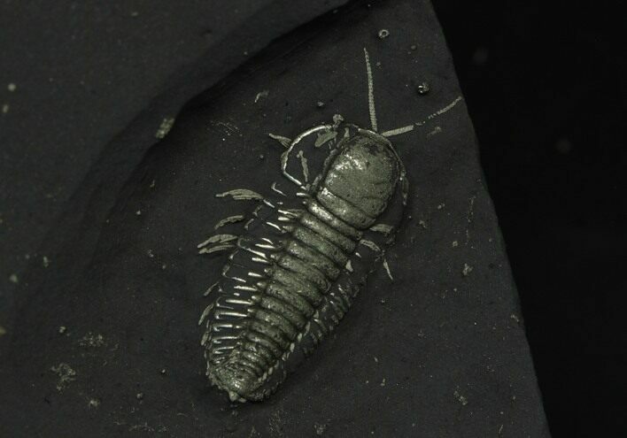 Pyritized Triarthrus Trilobite With Appendages - New York #129109
